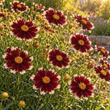 Swirl Coreopsis Flower Seeds growing in a home garden