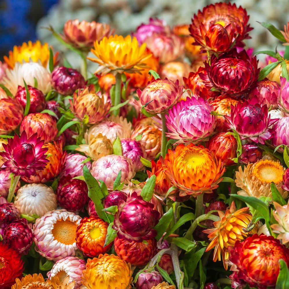Swiss Giants Strawflower Blend plants in the garden