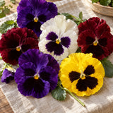 Swiss Giants Pansy Blend Seeds harvest up close