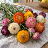 Swiss Giants Strawflower Blend Seeds harvest up close