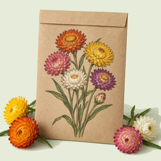 Kraft seed packet illustrated with Swiss Giants Strawflower Blend, with fresh Swiss Giants Strawflower Blend beside it