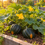 Table King Acorn Squash Seeds growing in a home garden