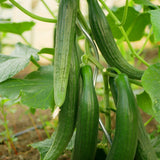 Tasty Green Japanese Cucumber plants in the garden