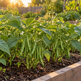 Tavera French Filet Bush Bean Seeds growing in a home garden