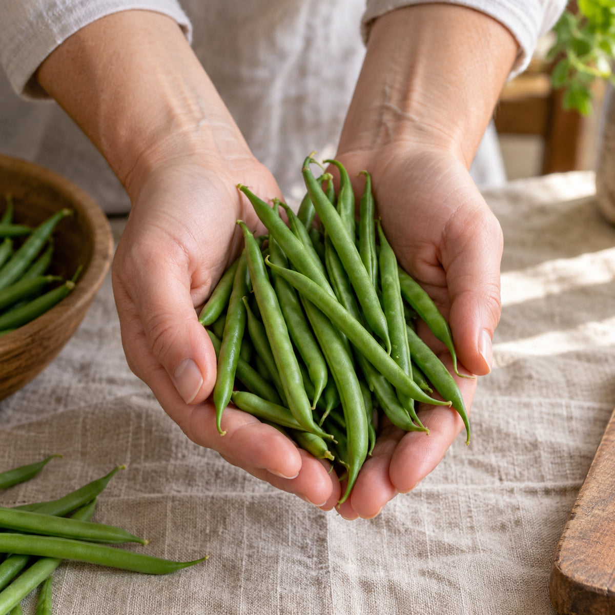 Tavera French Filet Bush Bean Seeds harvest up close