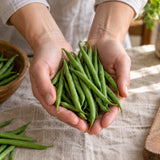 Tavera French Filet Bush Bean Seeds harvest up close