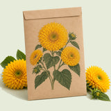 Kraft seed packet illustrated with Teddy Bear Yellow Dwarf Sunflower, with fresh Teddy Bear Yellow Dwarf Sunflower beside it