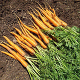 Product image of tendersweet carrot seeds