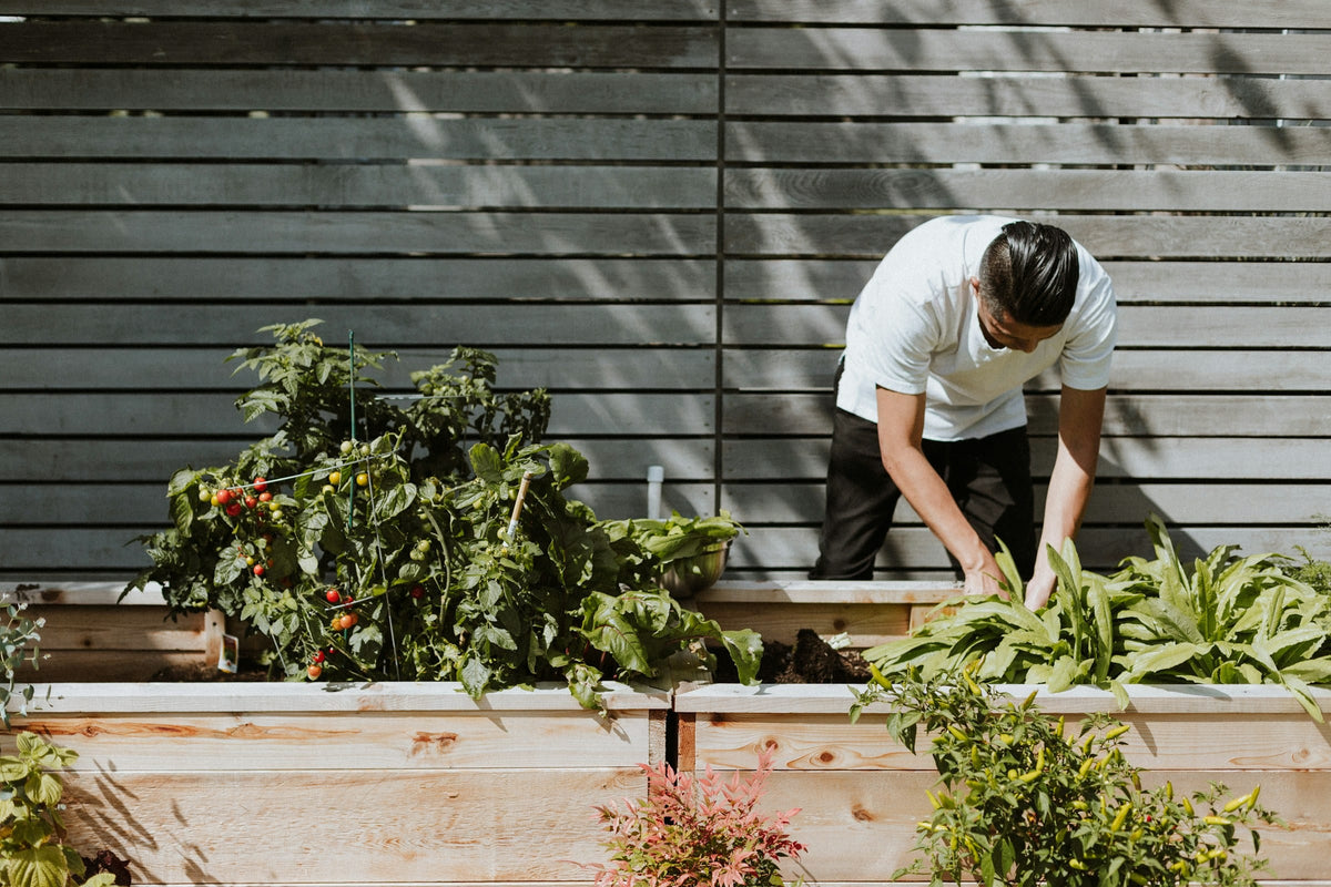 Jardinero cuidando bancales de verduras junto a una valla