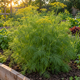 Tetra Dill Herb Seeds growing in a home garden