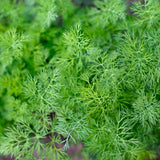 Tetra Dill Herb plants in the garden