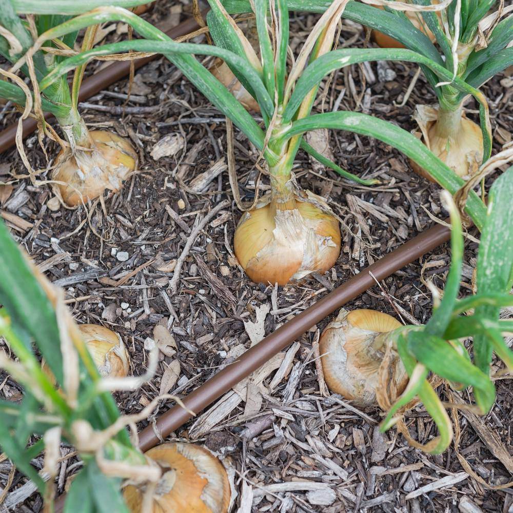 Product image of texas early grano onion seeds