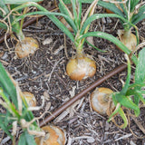 Product image of texas early grano onion seeds