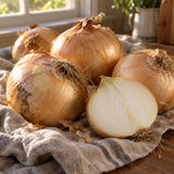 Texas Early Grano Onion Seeds harvest up close