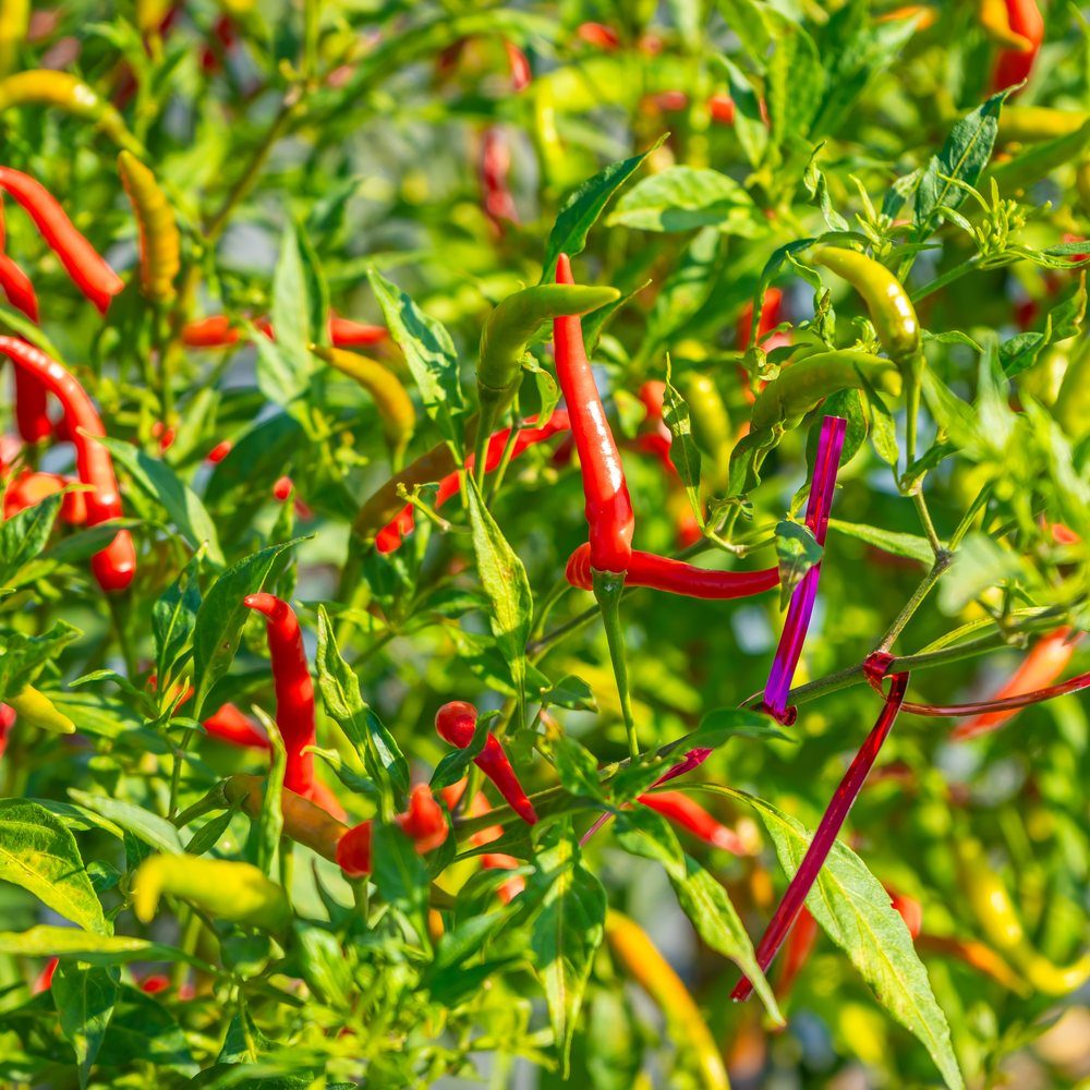 Thai Hot Patio Chile Pepper plants in the garden
