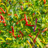 Thai Hot Patio Chile Pepper plants in the garden