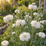 The Bride Bachelor's Button Seeds growing in a home garden