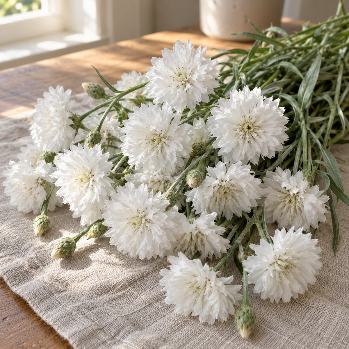 The Bride Bachelor's Button Seeds harvest up close