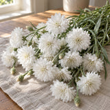 The Bride Bachelor's Button Seeds harvest up close