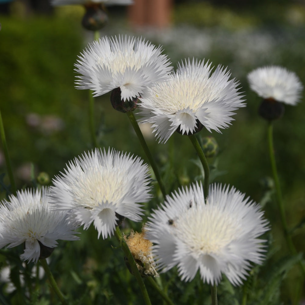 Product image of the bride bachelor's button seeds