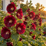 The Watchman Hollyhock Flower Seeds growing in a home garden