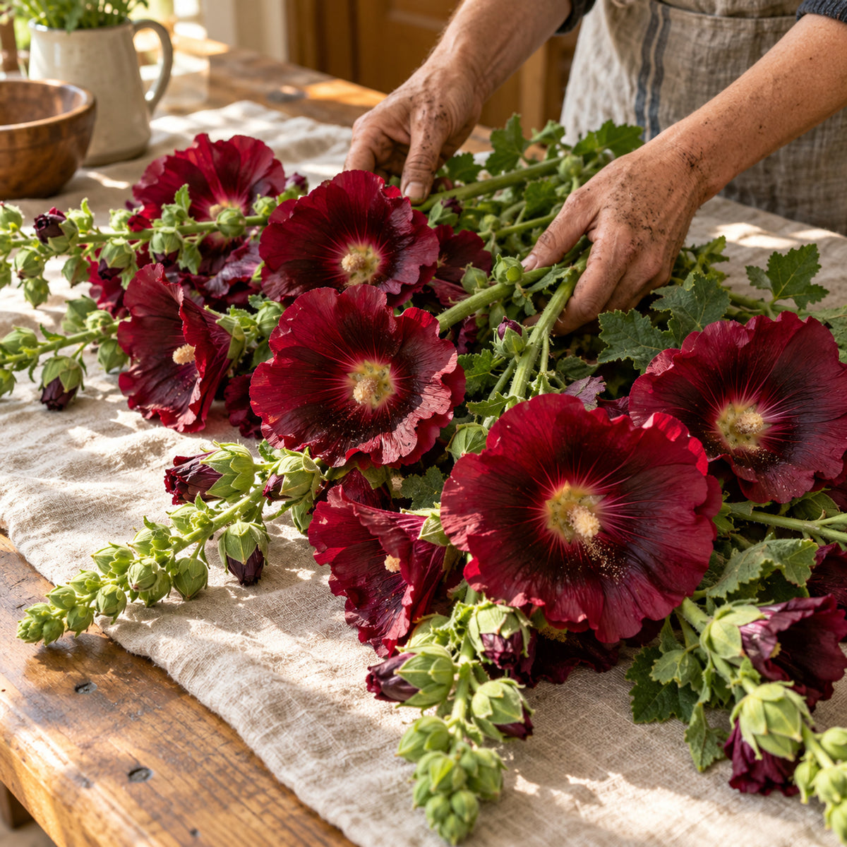 The Watchman Hollyhock Flower Seeds harvest up close