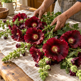 The Watchman Hollyhock Flower Seeds harvest up close