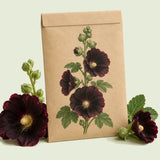 Kraft seed packet illustrated with The Watchman Hollyhock Flower, with fresh The Watchman Hollyhock Flower beside it