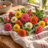 Thumbelina Zinnia Seeds harvest up close
