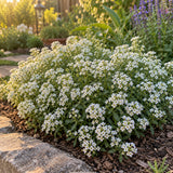 Tiny Tim Sweet Alyssum Flower Seeds growing in a home garden