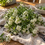 Tiny Tim Sweet Alyssum Flower Seeds harvest up close