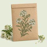 Kraft seed packet illustrated with Tiny Tim Sweet Alyssum Flower, with fresh Tiny Tim Sweet Alyssum Flower beside it