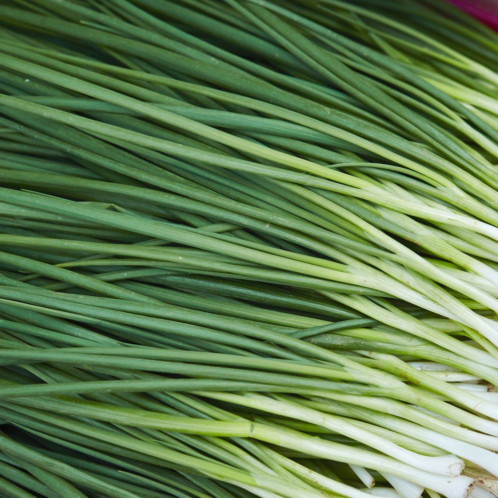 Tokyo Long White Scallion plants in the garden
