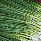 Tokyo Long White Scallion plants in the garden