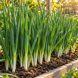 Tokyo Long White Scallion Seeds growing in a home garden