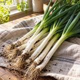 Tokyo Long White Scallion Seeds harvest up close