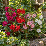 Tom Thumb Balsam Seeds growing in a home garden
