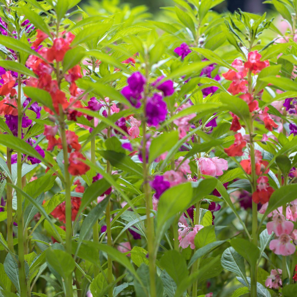 Tom Thumb Balsam seed packet