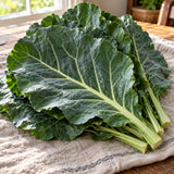 Top Bunch Collard Seeds harvest up close