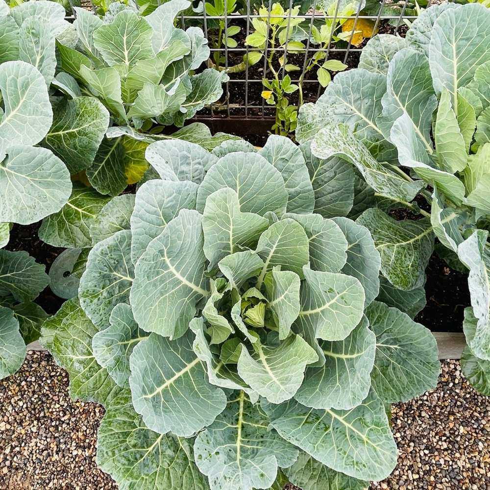 Top Bunch Collard seed packet
