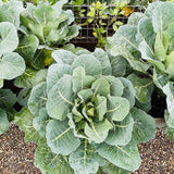 Top Bunch Collard seed packet