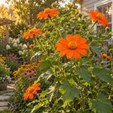 Torch Orange Mexican Sunflower Seeds growing in a home garden