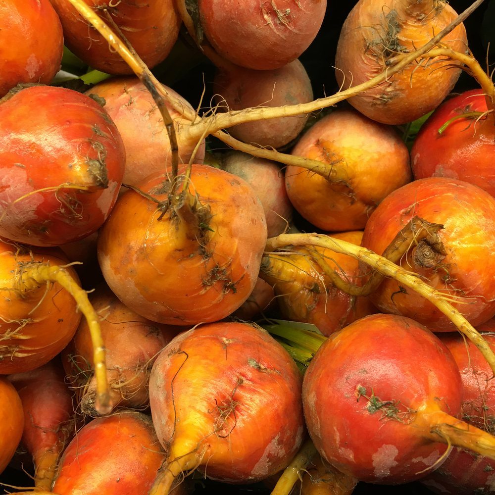 Touchstone Gold Sweet Beet plants in the garden