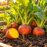 Touchstone Gold Sweet Beet Seeds growing in a home garden