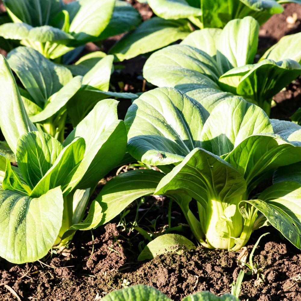 Toy Choy Mini Bok Choy plants in the garden