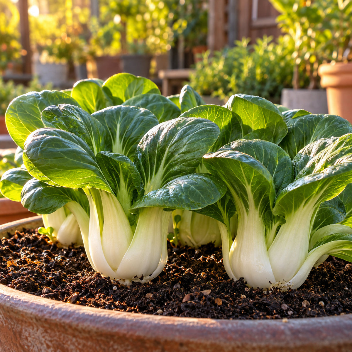 Toy Choy Mini Bok Choy Seeds growing in a home garden