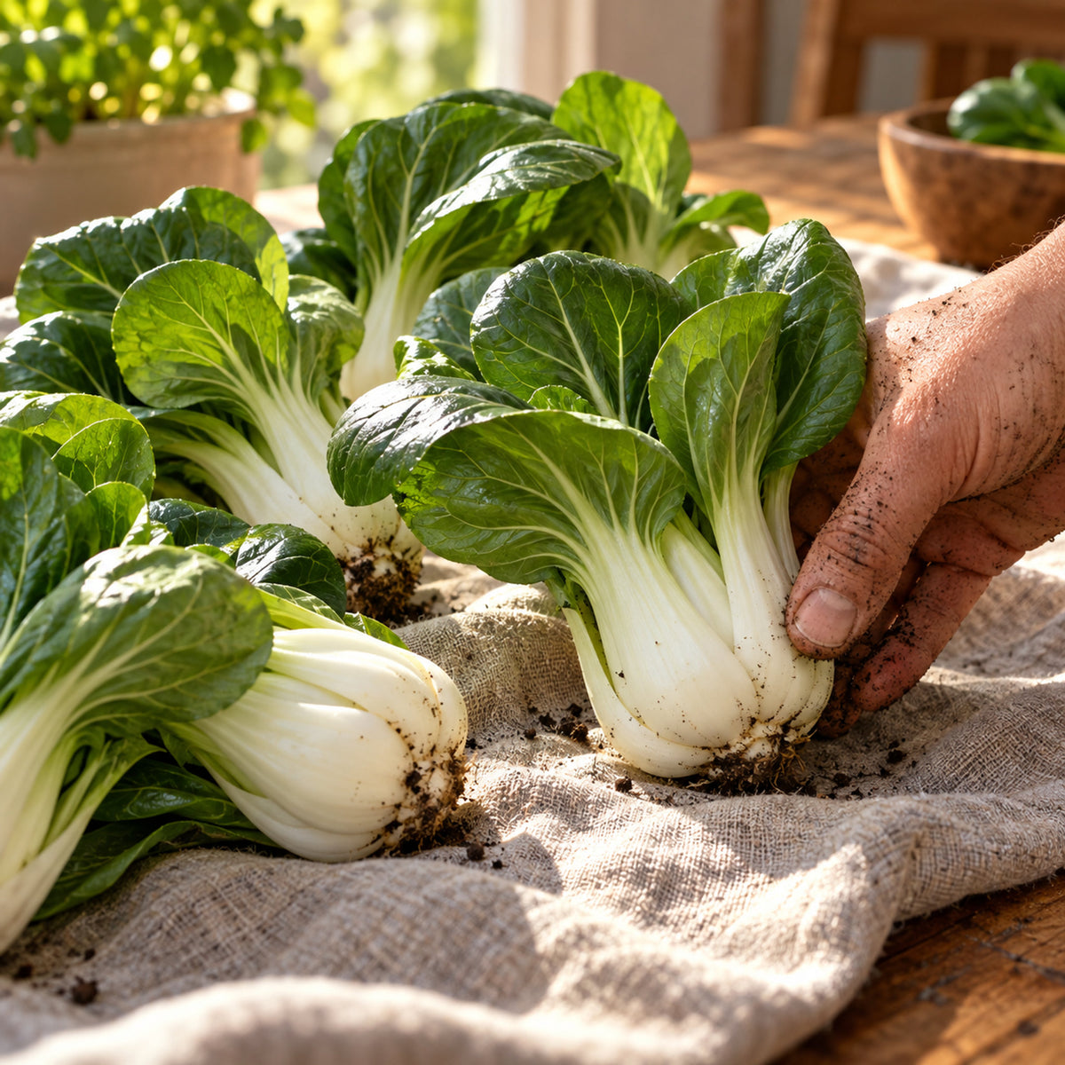 Toy Choy Mini Bok Choy Seeds harvest up close