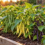 Trio Bush Bean Blend Seeds growing in a home garden