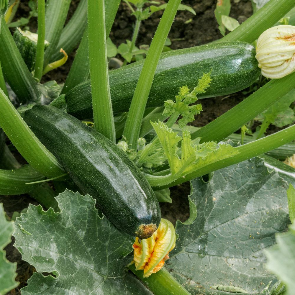 Triumph Zucchini seed packet