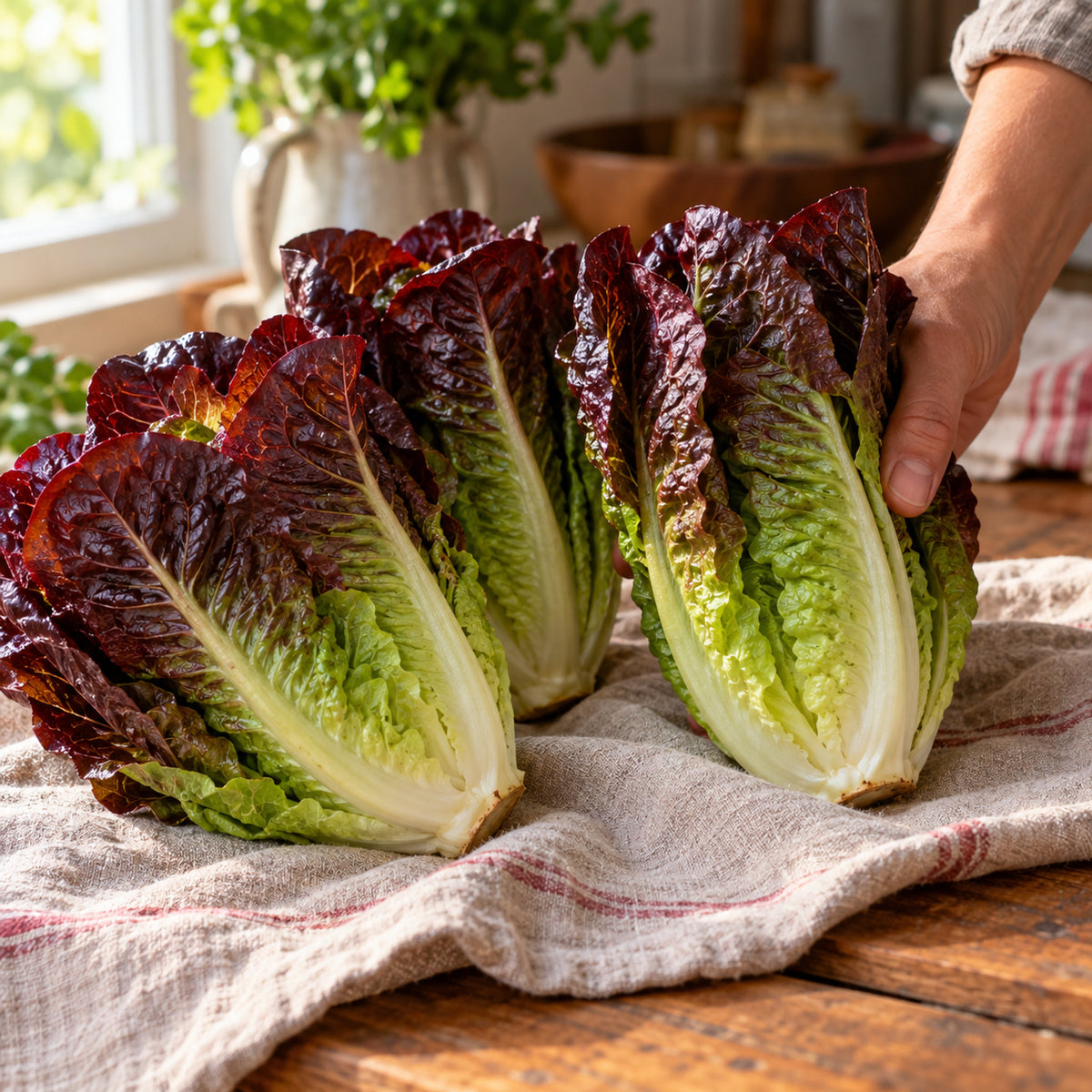 Truchas Mini Romaine Lettuce Seeds harvest up close